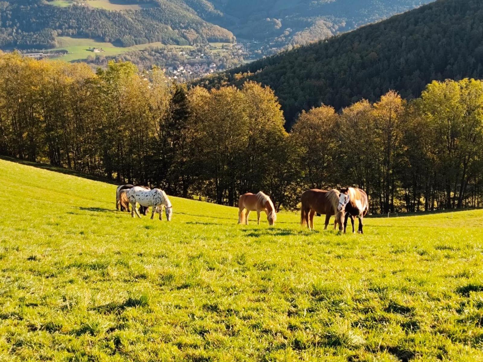 Miniferienwohnung Fuer Unkompliziertes Naturliebhaberpaerchen Payerbach Buitenkant foto